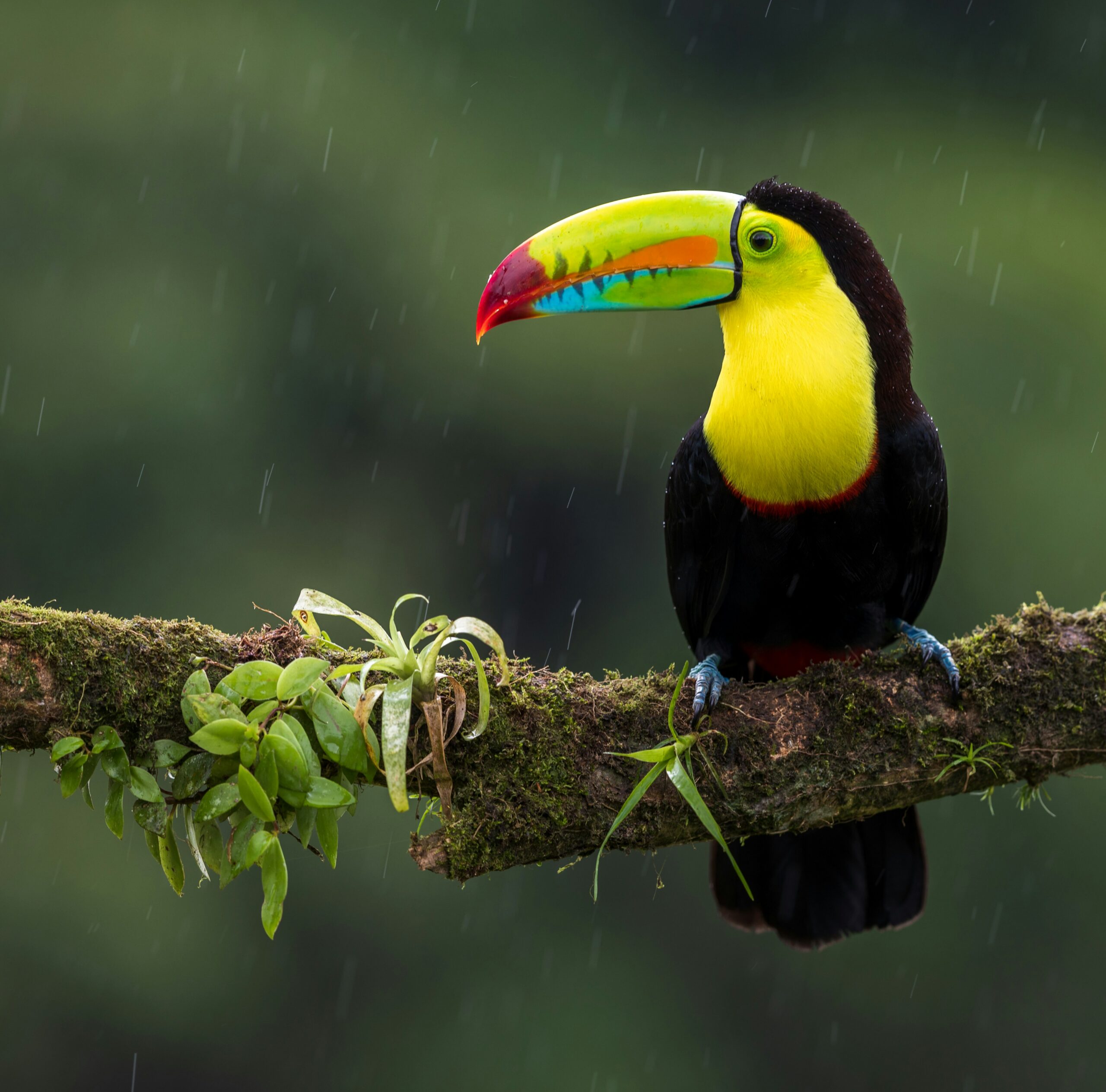 What Are The Options For Guided Bird-watching Tours In Nicaragua?