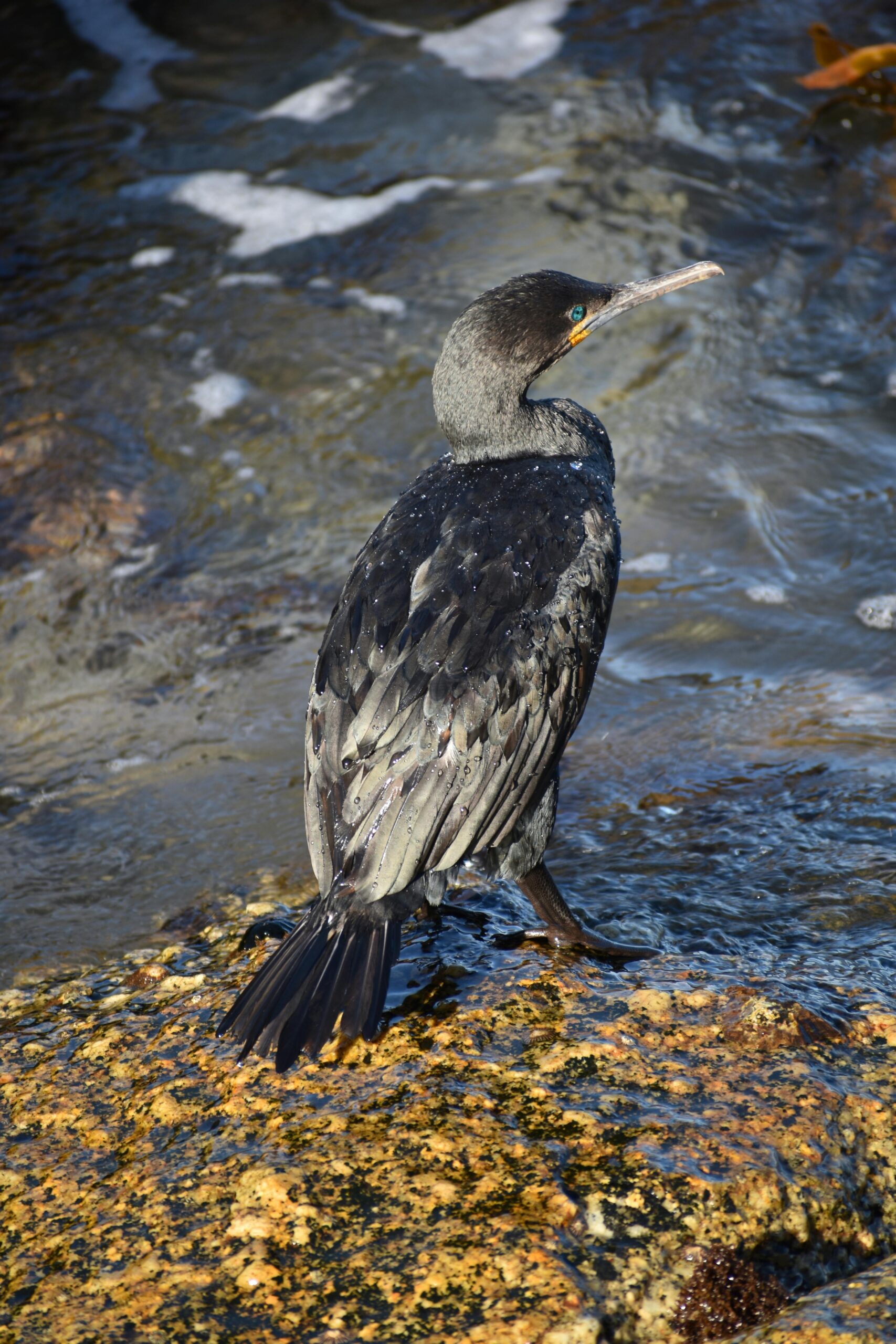 Can You Share Insights Into Secret Locations For Observing Migratory Birds In Nicaragua?