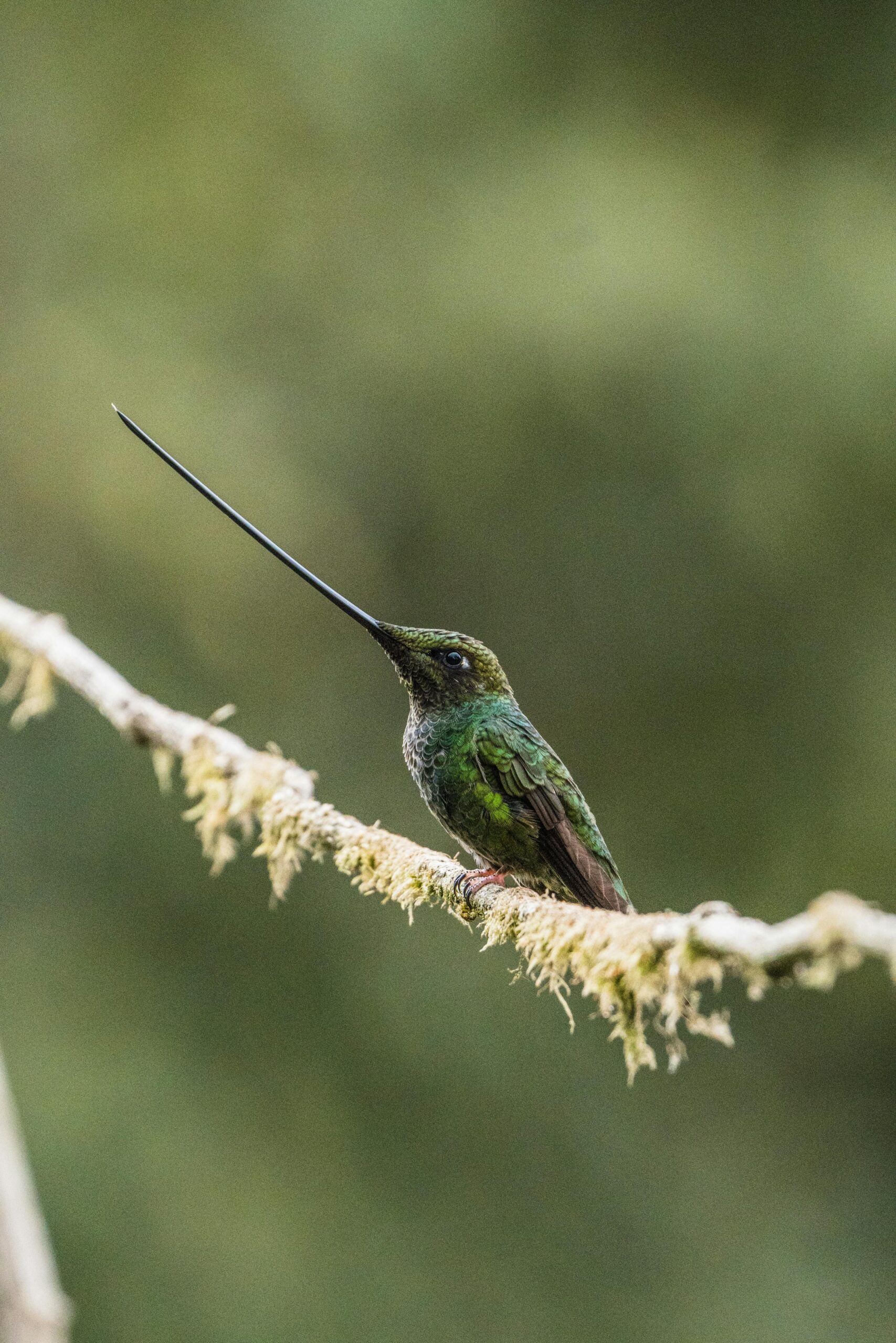 Can You Share Insights Into Secret Locations For Observing Migratory Birds In Nicaragua?