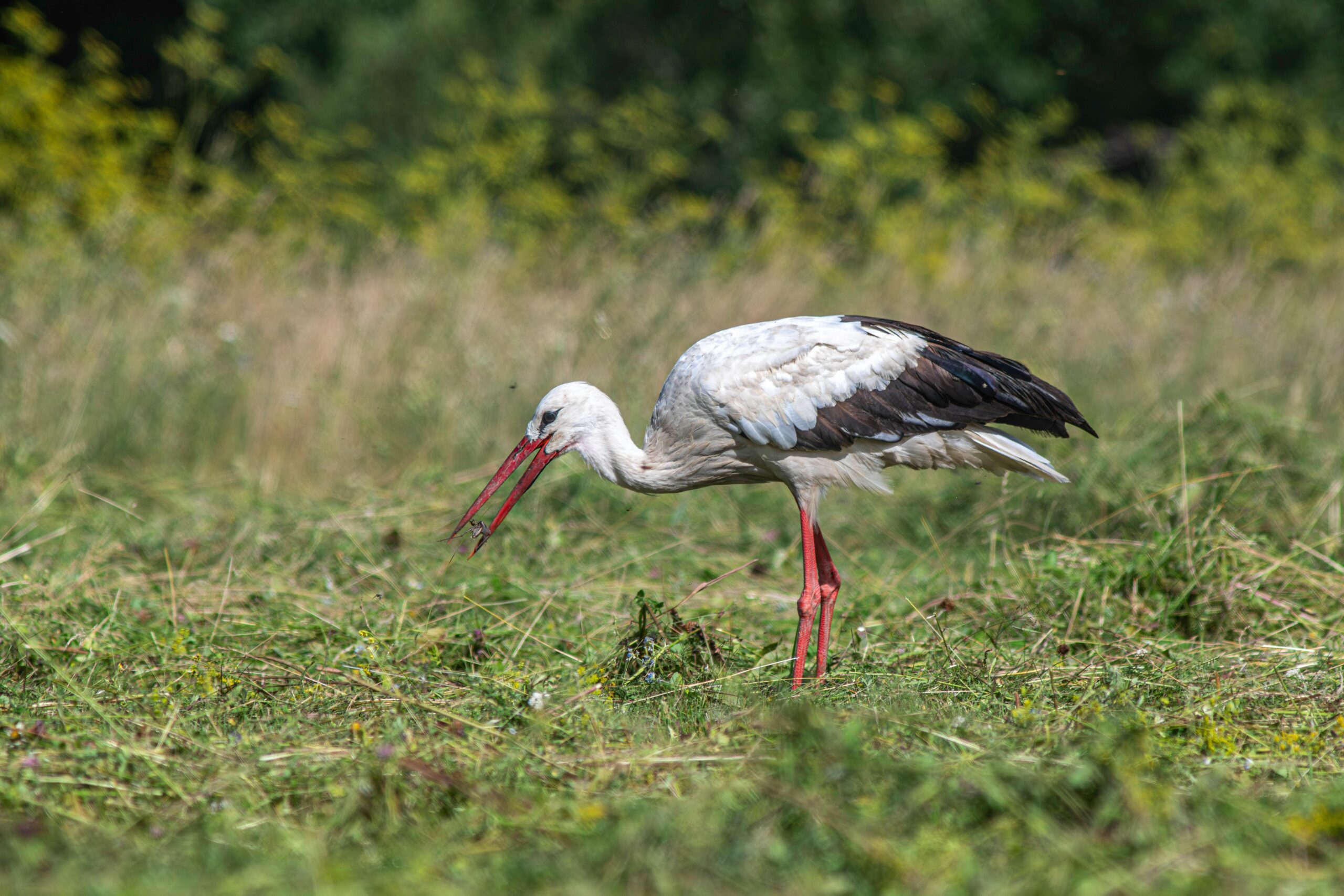 Can You Share Insights Into Secret Locations For Observing Migratory Birds In Nicaragua?