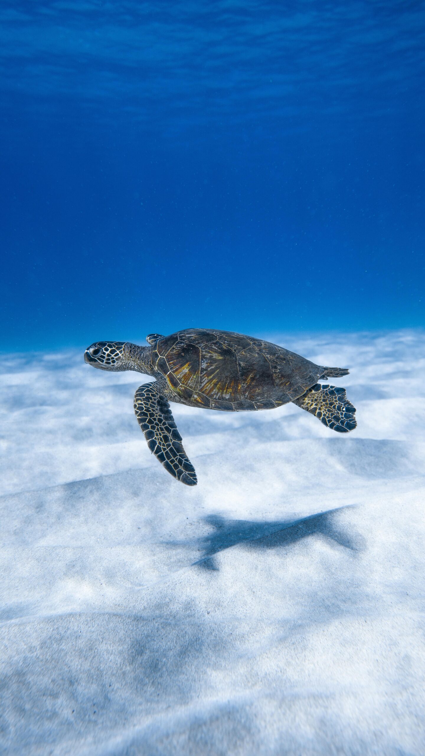 Can I Find Information On Beachside Conservation Projects Or Initiatives That Visitors Can Support?