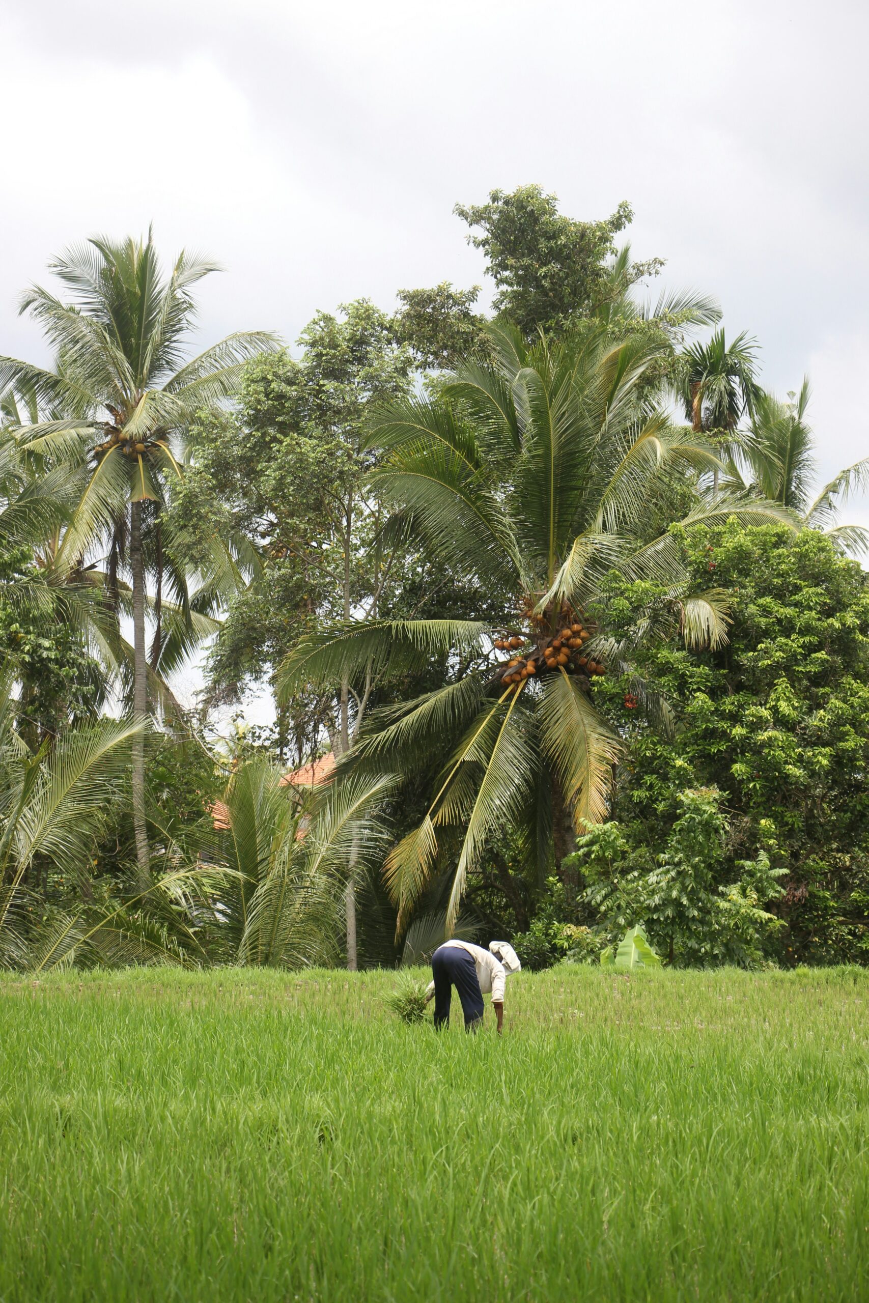 What Are The Hidden Spots For Observing Traditional Agricultural Practices In Rural Areas?