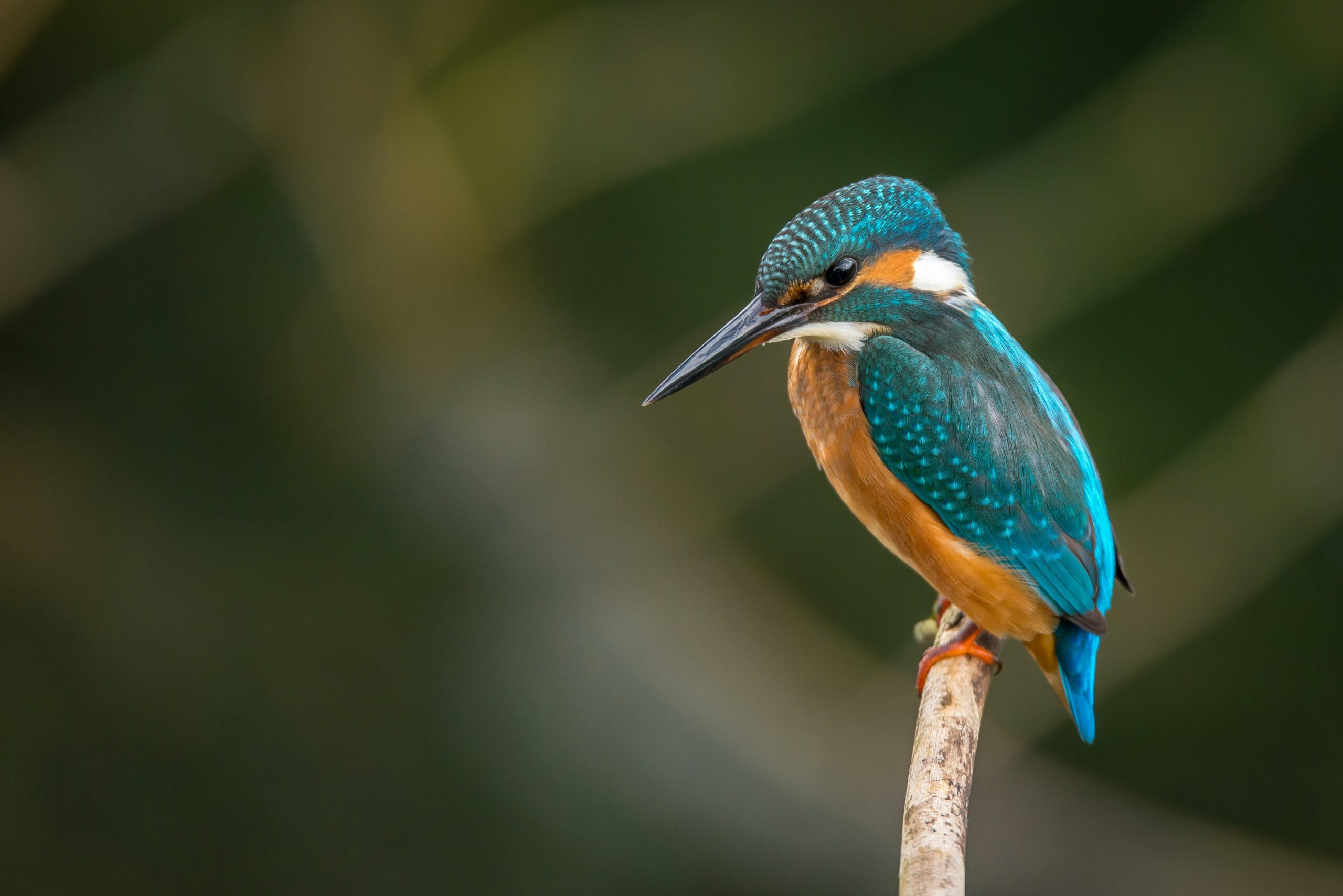 What Are The Options For Guided Bird-watching Tours In Nicaragua?