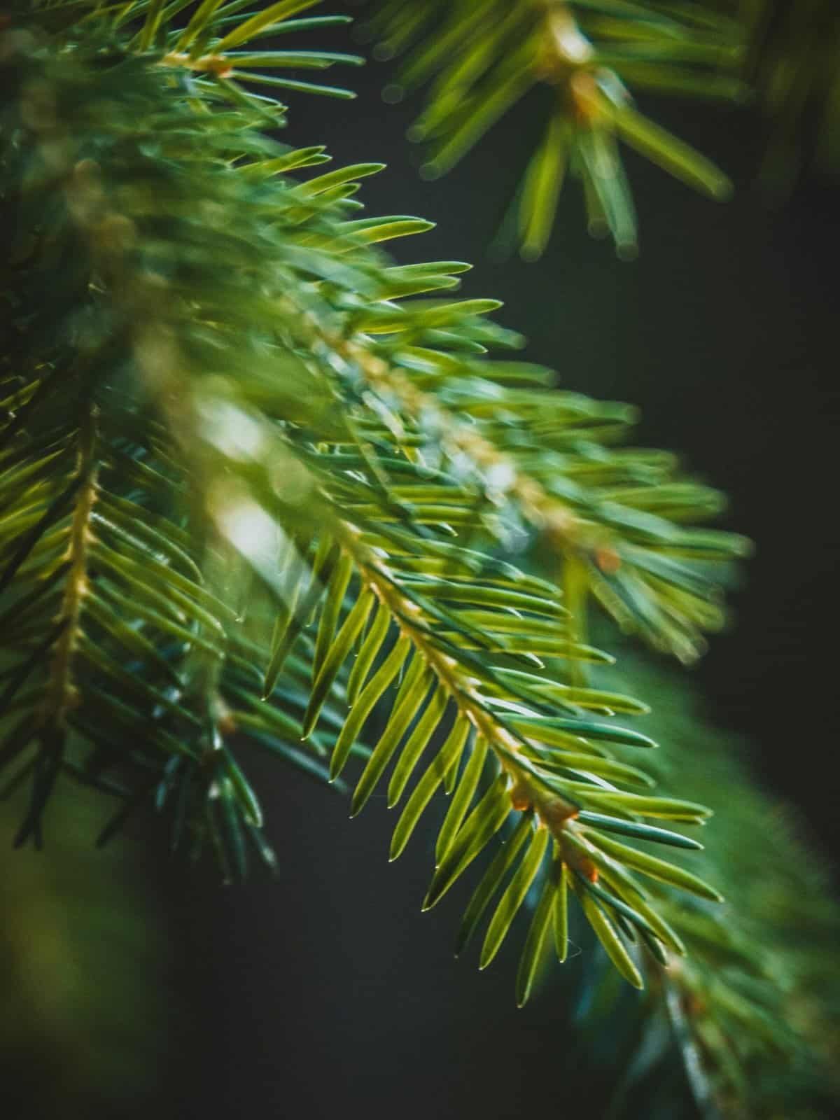 Can I Participate In Volunteer Opportunities With Local Conservation Organizations? Can I Participate In Volunteer Opportunities With Local Conservation Organizations?