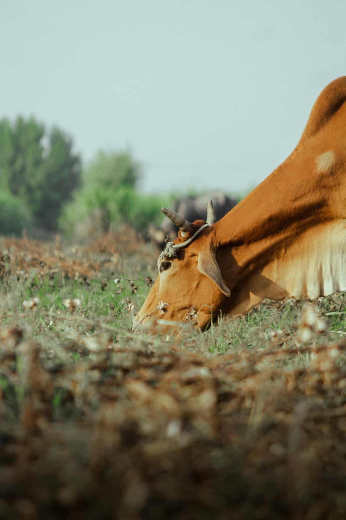 How Can I Learn About Nicaraguas Efforts In Sustainable Agriculture And Farming Practices? How Can I Learn About Nicaraguas Efforts In Sustainable Agriculture And Farming Practices?
