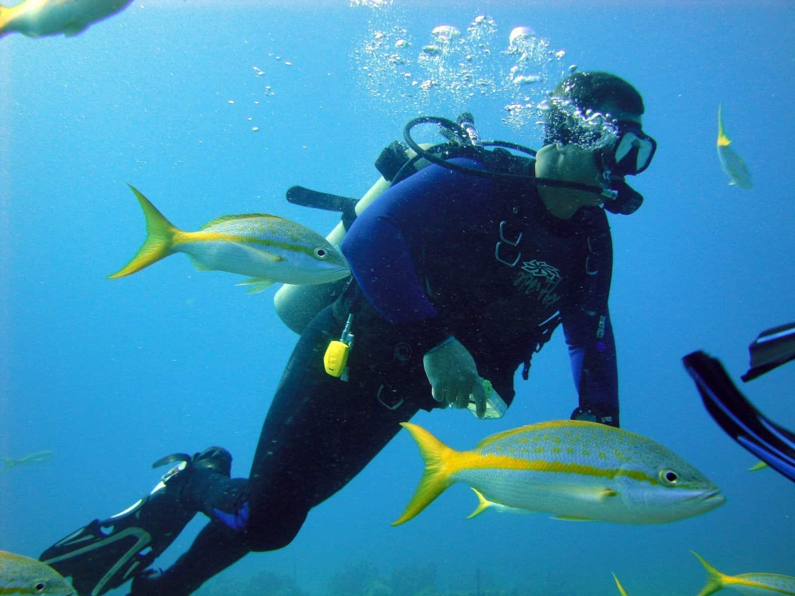 What Are The Options For Exploring Nicaraguas Underwater Ecosystems And Marine Life? What Are The Options For Exploring Nicaraguas Underwater Ecosystems And Marine Life?