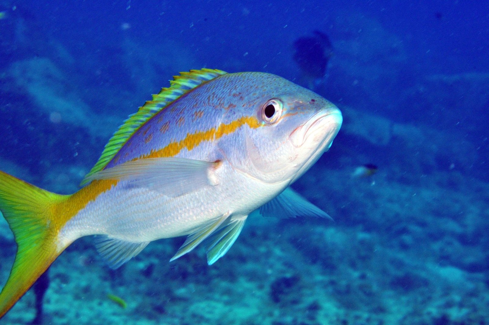 What Are The Options For Exploring Nicaraguas Underwater Ecosystems And Marine Life? What Are The Options For Exploring Nicaraguas Underwater Ecosystems And Marine Life?